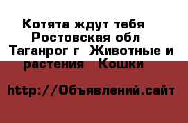 Котята ждут тебя) - Ростовская обл., Таганрог г. Животные и растения » Кошки   